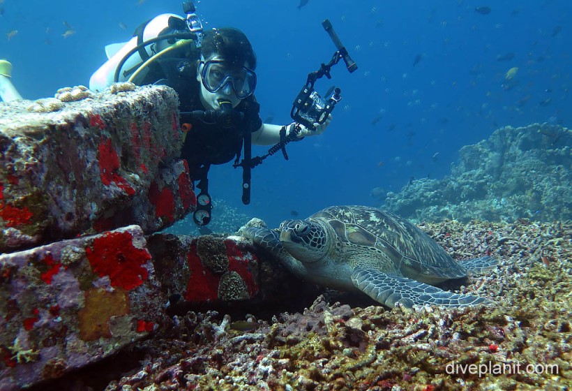 Seriously so many turtles, 7 Seas Diving Gili Air